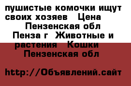 пушистые комочки ищут своих хозяев › Цена ­ 800 - Пензенская обл., Пенза г. Животные и растения » Кошки   . Пензенская обл.